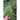 Thalia Dill (Organic) - Herbs