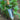 Hand holding a gardening trowel in a garden setting.