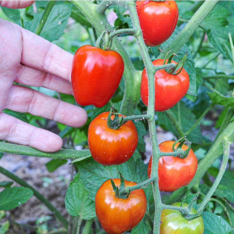 planting hybrid tomato seeds Tomatoberry Garden Tomato (F1 Hybrid, 60 Days)
