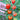 Tomatoberry Garden Tomato (F1 Hybrid 60 Days) - Vegetables