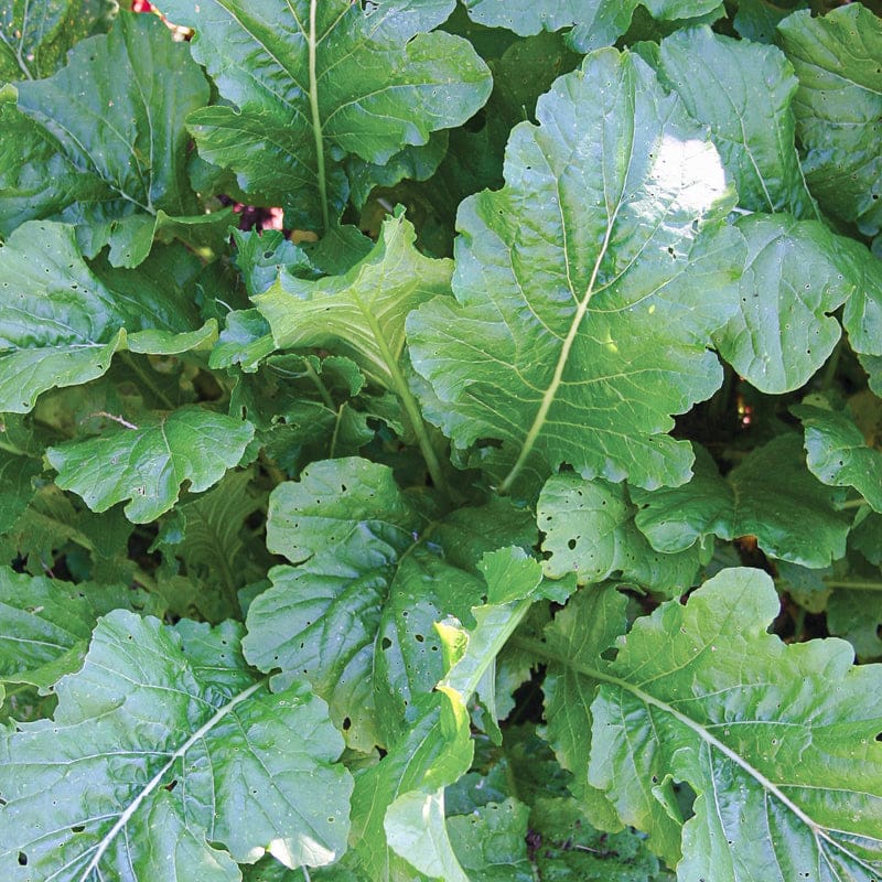 turnip green plant from seeds Topper Turnip (35 Days)
