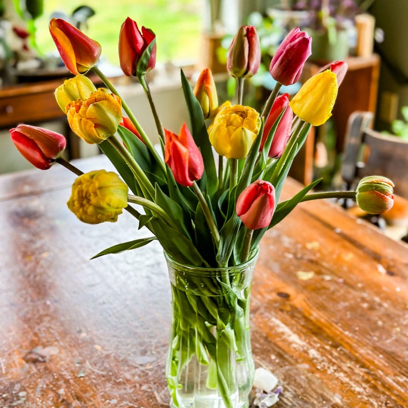 tulip potting mix Tulip Cutting Mix