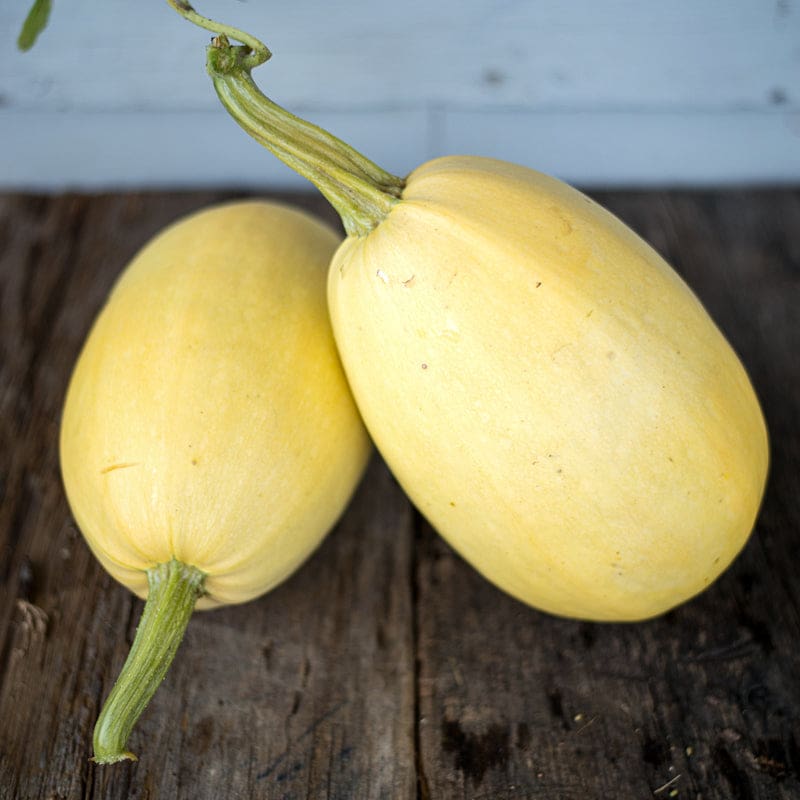 vegetable garden seeds heirloom Vegetable Spaghetti Winter Squash (Heirloom, 100 Days) – Pinetree Garden Seeds