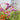 Verbena Bonariensis - Flowers