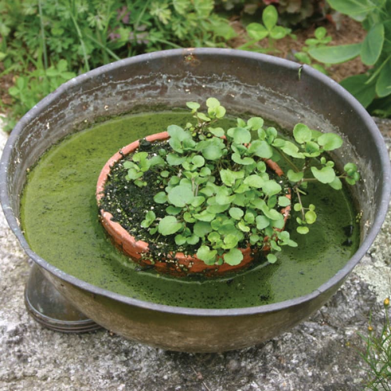 water seed plants Watercress (50 Days)