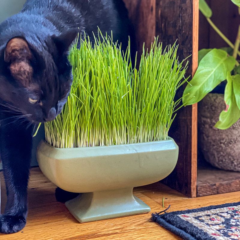 wheatgrass seeds for planting Wheatgrass Seeds