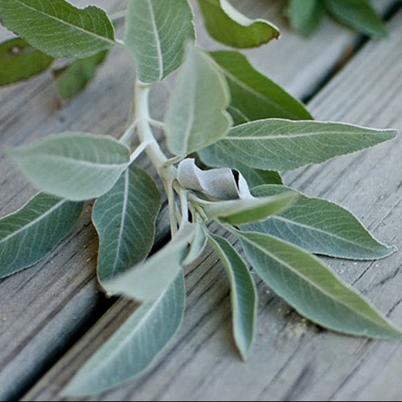 white sage indoor plant White Sage – Pinetree Garden Seeds