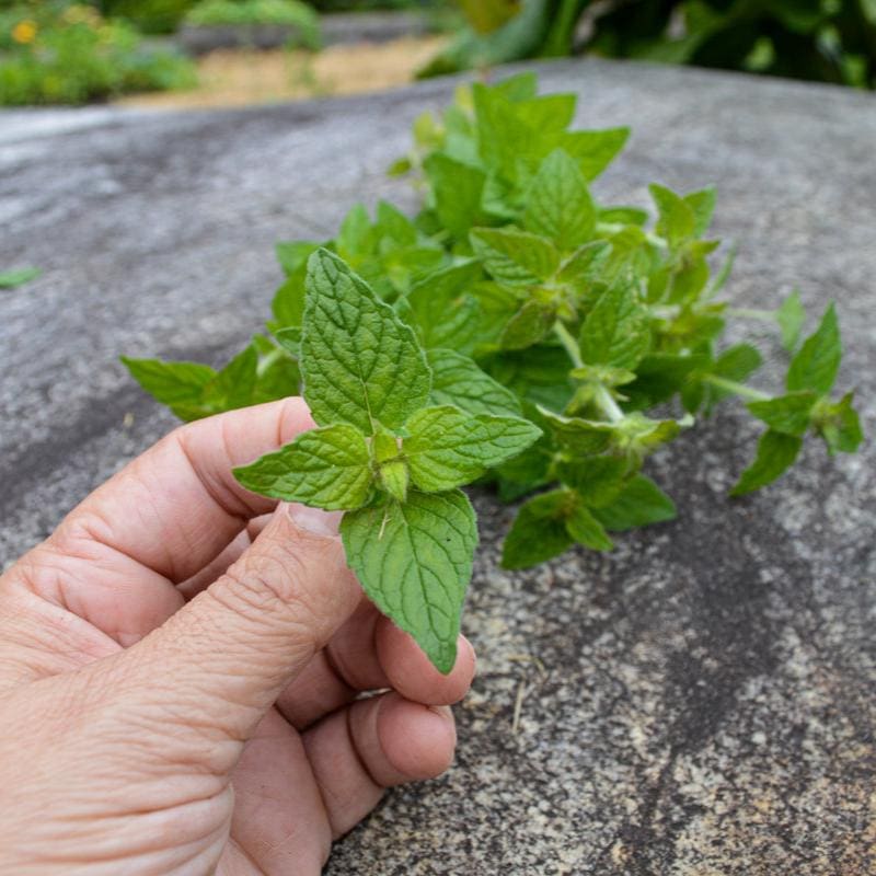 basil plant seeding Wild Basil – Pinetree Garden Seeds