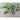 Wild Basil - Herbs