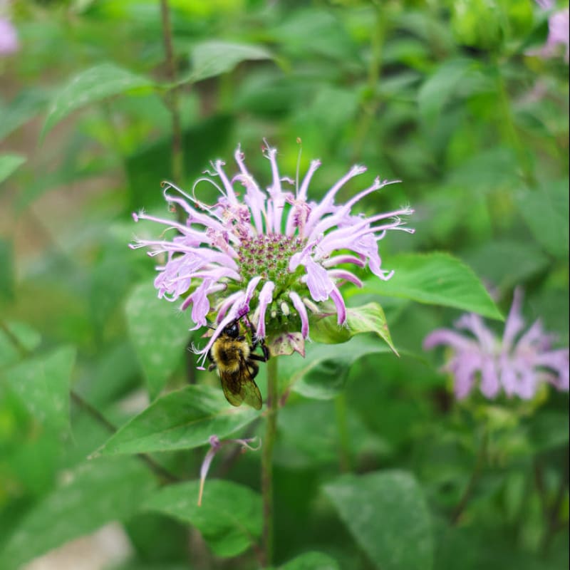 planting bergamot seeds Wild Bergamot