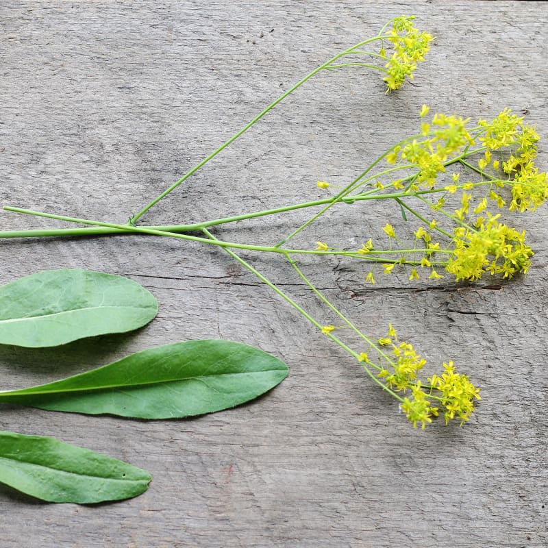 woad plant seeds Woad
