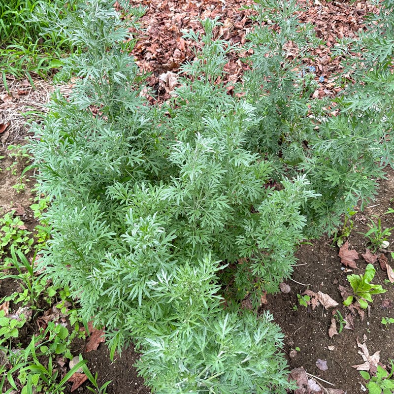 wormwood plant seeds Wormwood