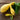 Yellow Crookneck Summer Squash (55-60 Days) - Vegetables