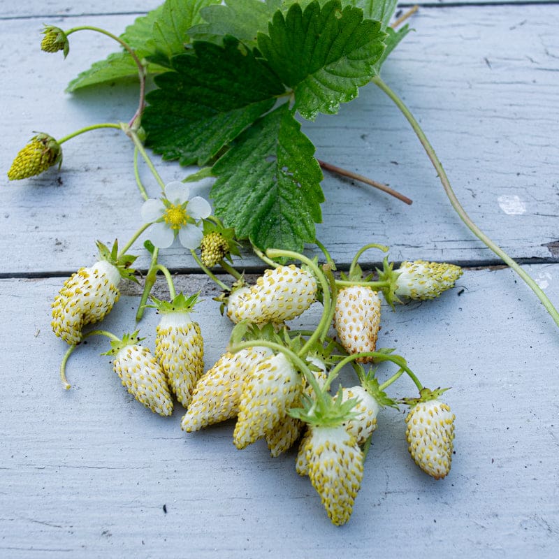 strawberry seeds green Yellow Strawberry – Pinetree Garden Seeds