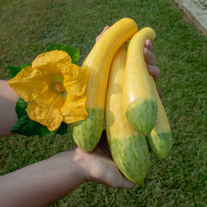 summer squash seed planting Zephyr Summer Squash (F1 Hybrid 54 Days )