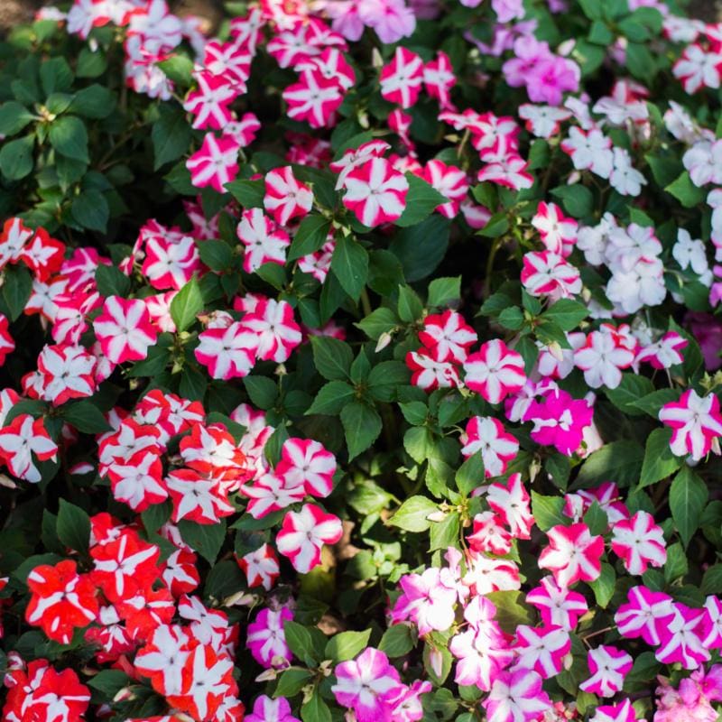 flower seeds impatiens Accent Star Mix Impatiens – Pinetree Garden Seeds