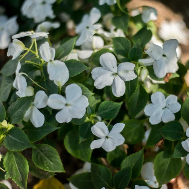 flower seeds impatiens Accent White Impatiens
