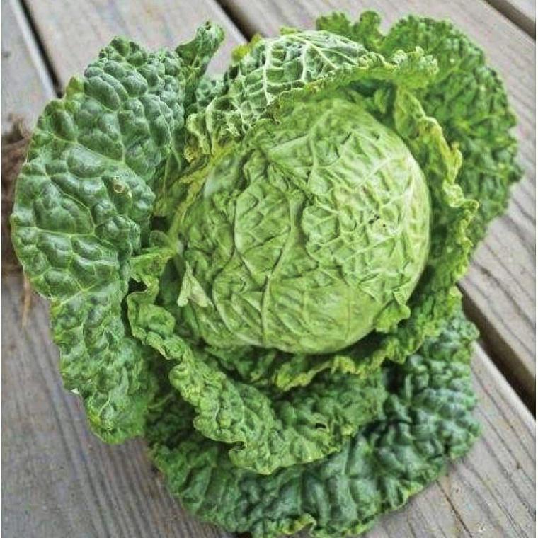 Alcosa Cabbage (F1 Hybrid 72 Days) - Vegetables