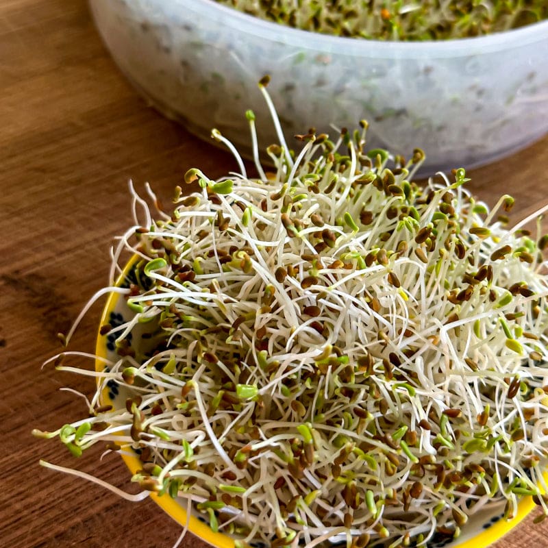 sprouting seeds for garden Alfalfa Sprouting Seed (Organic)