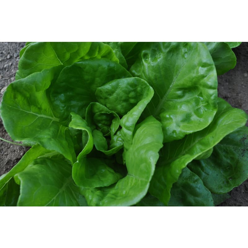 All Year Round Lettuce (53 Days) - Vegetables
