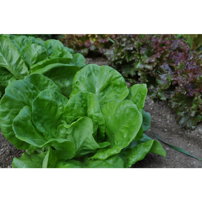 All Year Round Lettuce (53 Days)