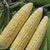 Allure Corn  (Organic F1 Hybrid 75 Days) SY