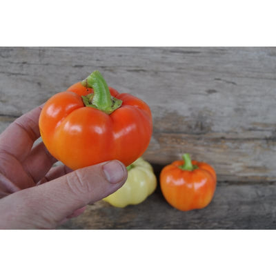 Alma Paprika Pepper (70 Days) - Vegetables