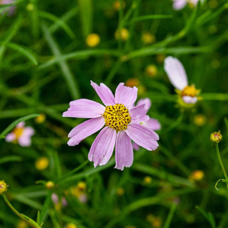 coreopsis flower seeds American Dream Coreopsis