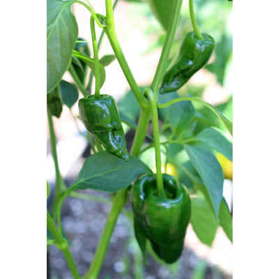 Ancho Hot Pepper (Heirloom 80 Days) - Vegetables