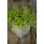 Arugula Microgreens (1oz) - Vegetables