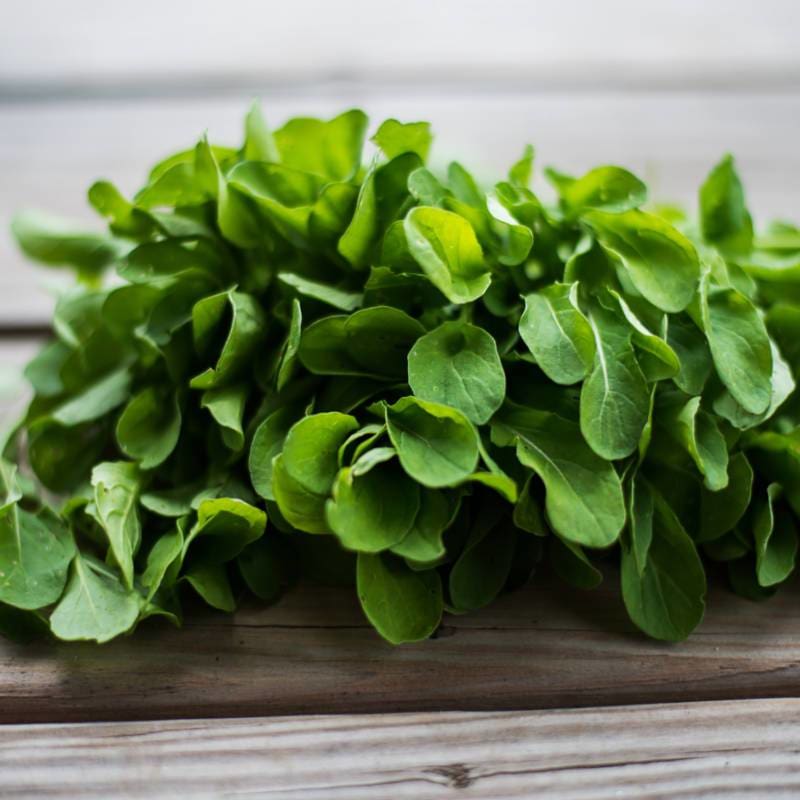 thumbnail image 2 of Astro Arugula Seeds - Eruca Sativa - Non-GMO - 400+ Seeds For Planting 2 of 5