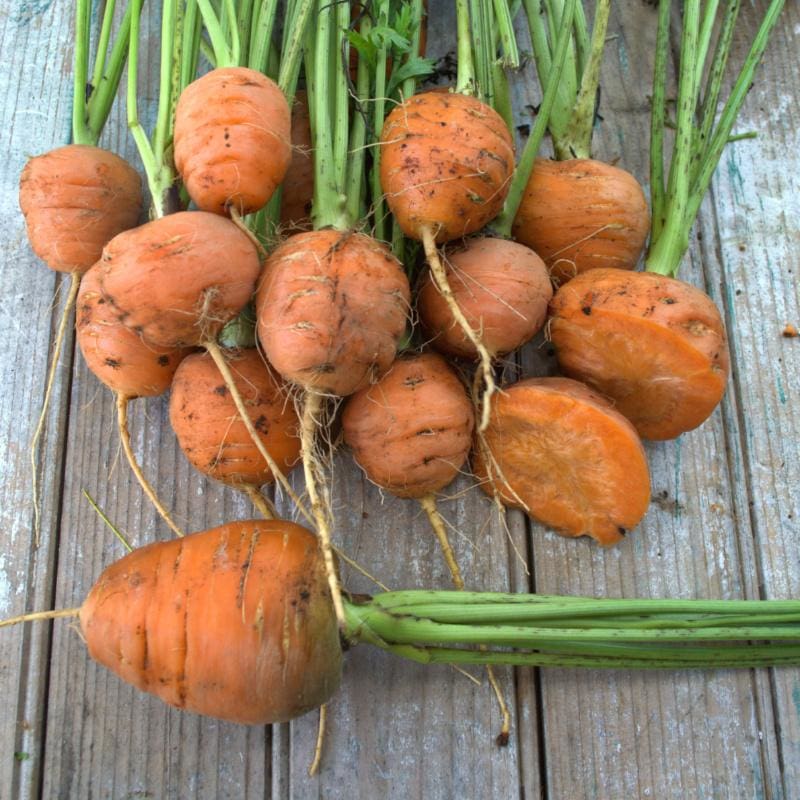 Atlas Carrot (70 Days) - Vegetables