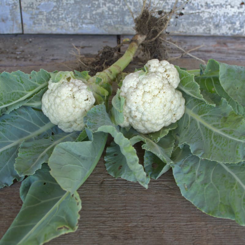 cauliflower plant seeds Baby Cauliflower (F1 Hybrid 40 Days)