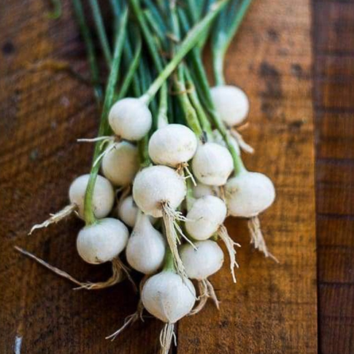 onion plant seeds Barletta White Pickling Onion (65 Days)
