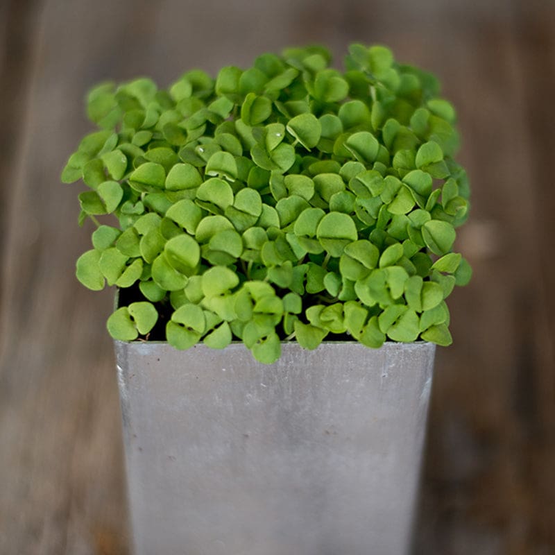 Basil Microgreens (1oz) - Herbs