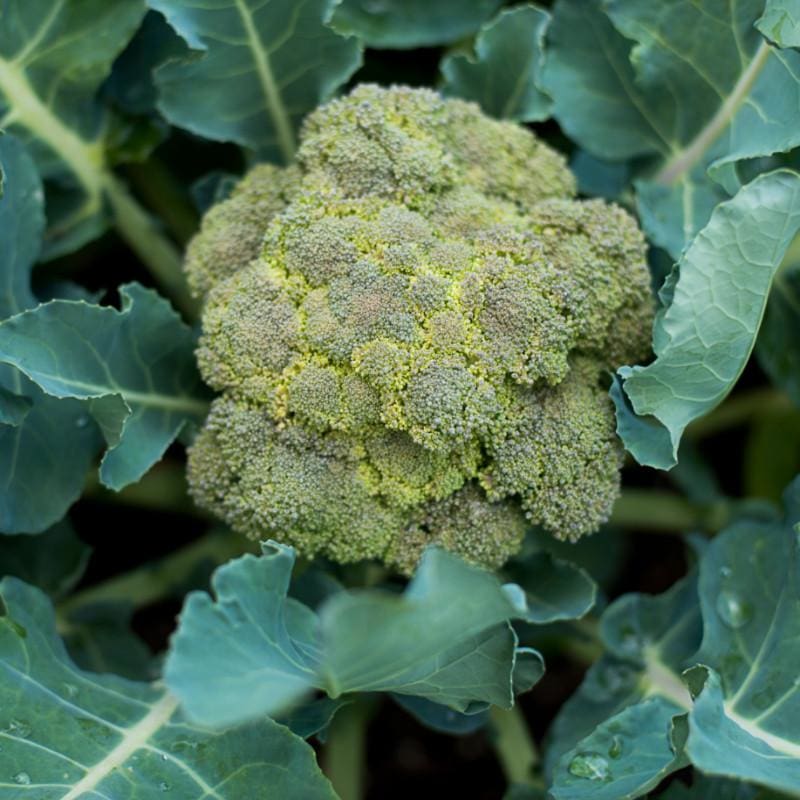 Belstar Broccoli (Organic F1 Hybrid 60 Days) - Vegetables