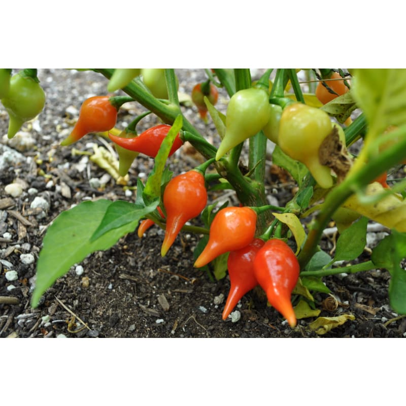 Biquinho Red Pepper (55 Days) - Vegetables