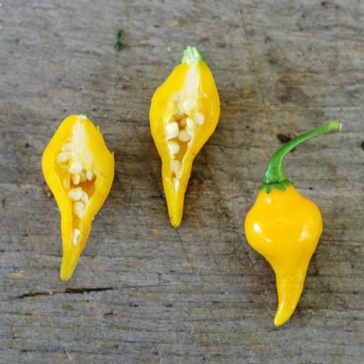 Biquinho Yellow Pepper (55 Days) - Vegetables