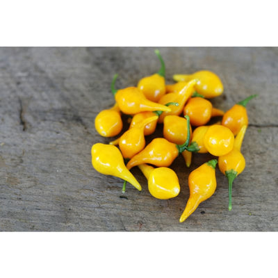 Biquinho Yellow Pepper (55 Days) - Vegetables