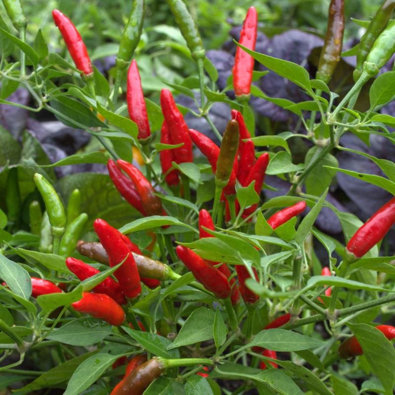 Birds Eye Chili Pepper 85 Days Pinetree Garden Seeds Birds Eye Chili Pepper 85 Days Pinetree Garden Seeds