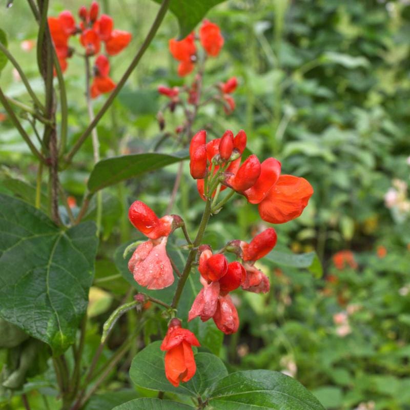 planting red beans from seed Black Coat Runner Bean (Heirloom 70 Days) – Pinetree Garden Seeds