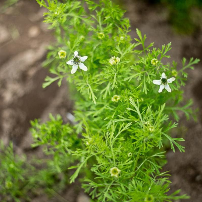 black seed plants Black Cumin