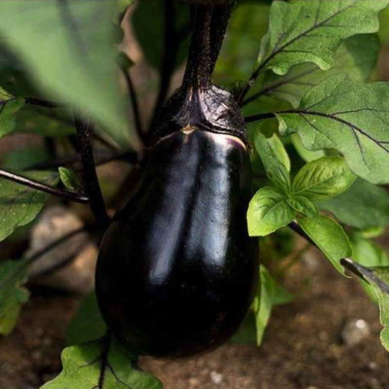 Black Egg Eggplant (70 Days) - Vegetables