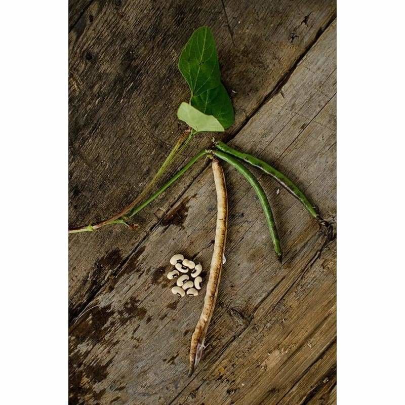 black eyed pea seeds planting Black Eyed Pea (70 Days) Vigna unguiculata – Pinetree Garden Seeds