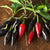 Black Hungarian Pepper (80 Days) - Vegetables