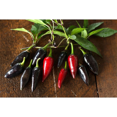 Black Hungarian Pepper (80 Days) - Vegetables