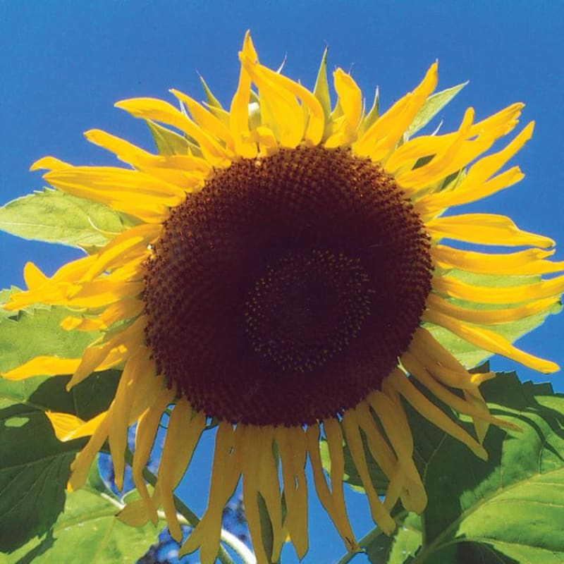 black sunflower seeds flower Black Russian Sunflower