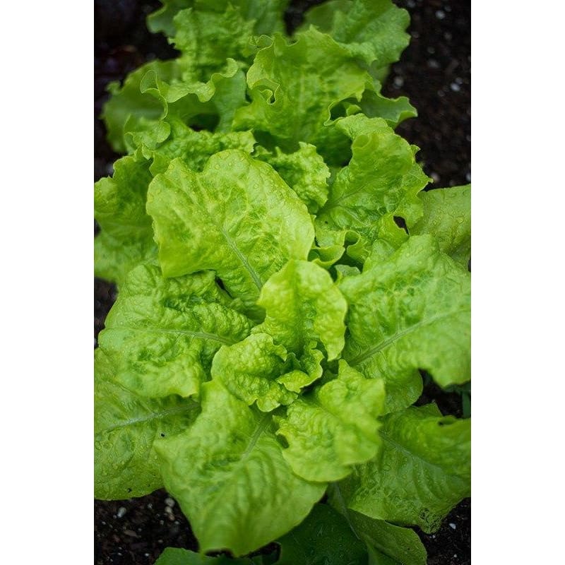 Black Seeded Simpson Lettuce (Heirloom 46 Days) - Vegetables