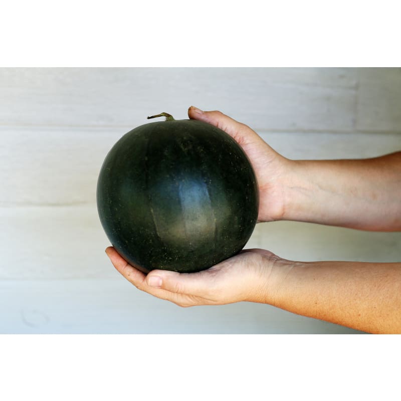 Blacktail Mountain Watermelon (70 Days) - Vegetables