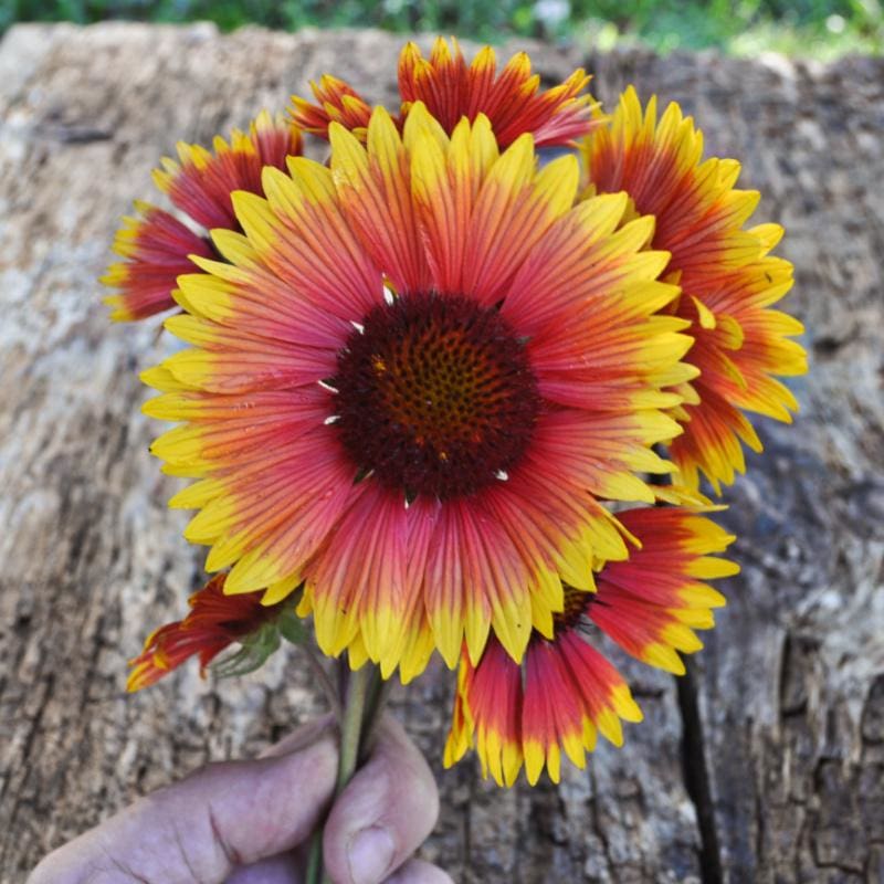 Blanket Flower-Gaillardia – Pinetree Garden Seeds